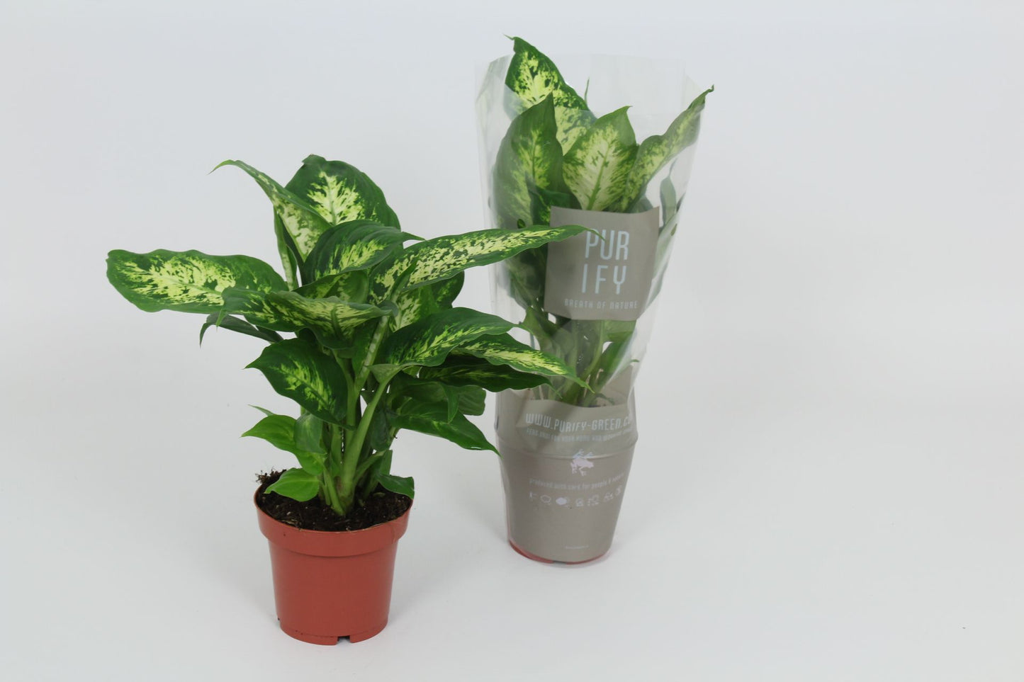 Dieffenbachia Compacta 40cm 12cm Pot