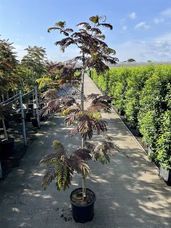Albizia julibrissin 210cm 36cm Pot