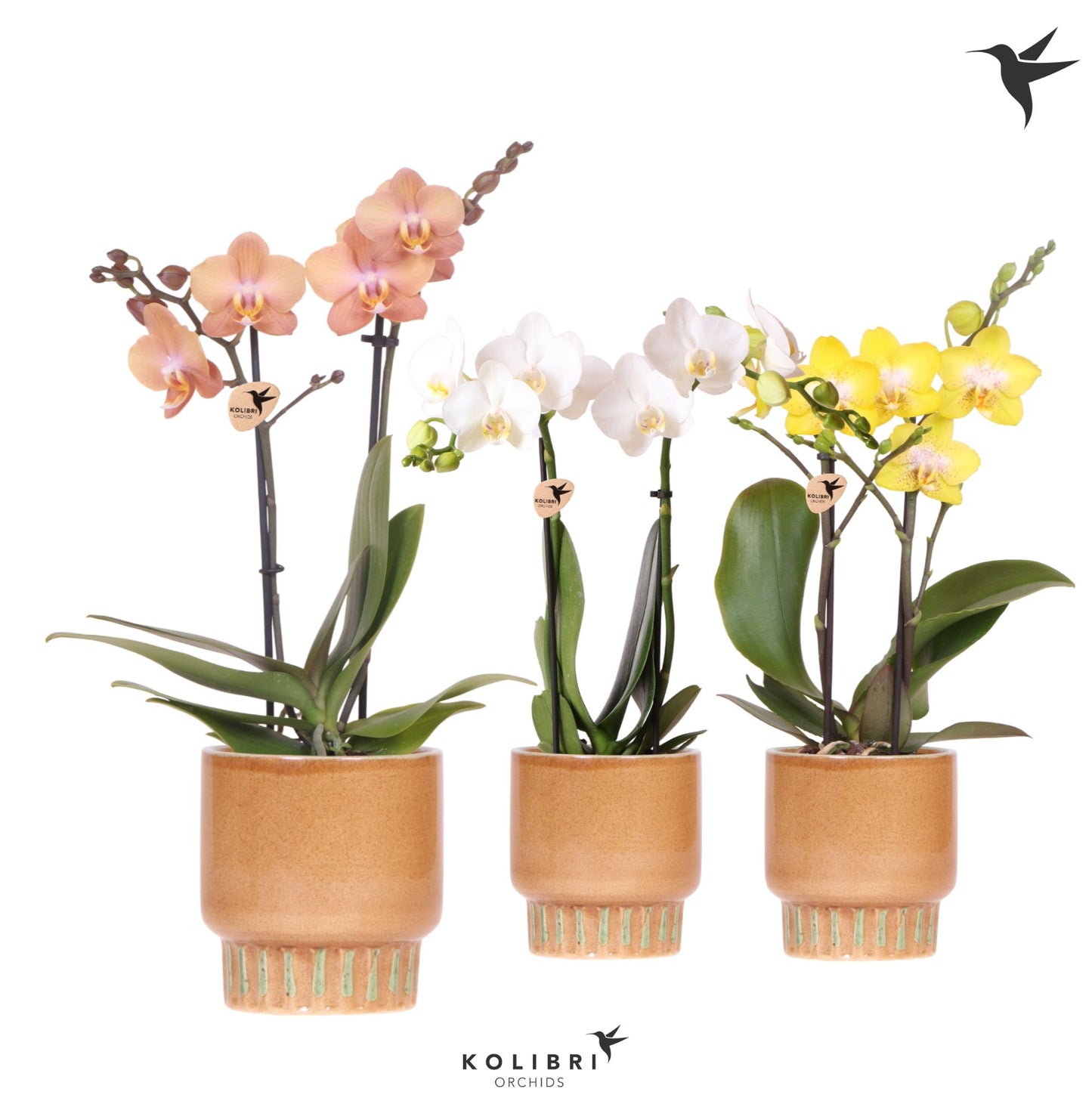 Phalaenopsis mf. mix (+ drp.ceramic) 40cm 9cm Pot