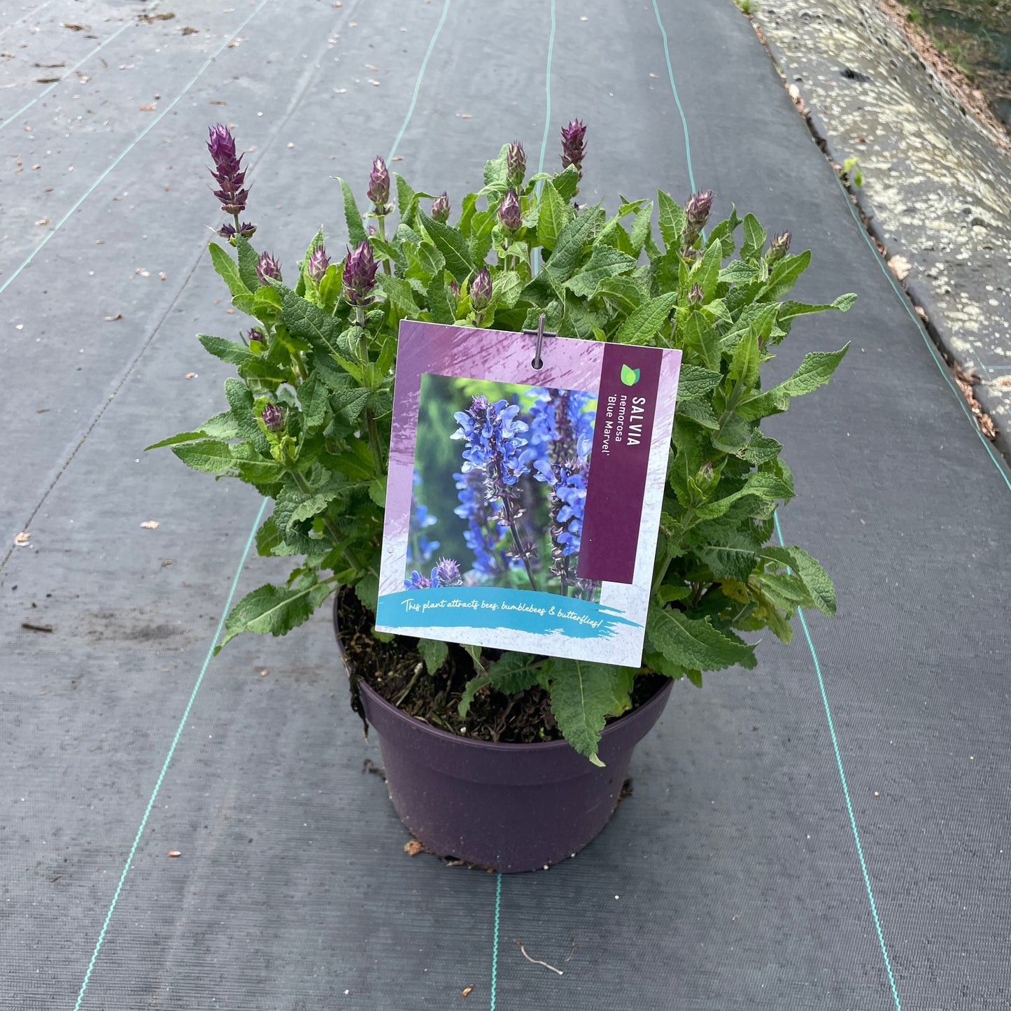 Salvia Blue Marvel 30cm 23cm Pot