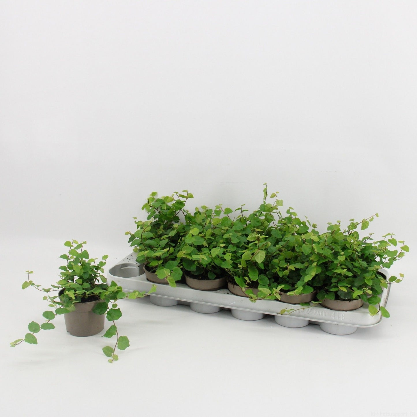 Ficus pum. Green Sunny 25cm 9cm Pot