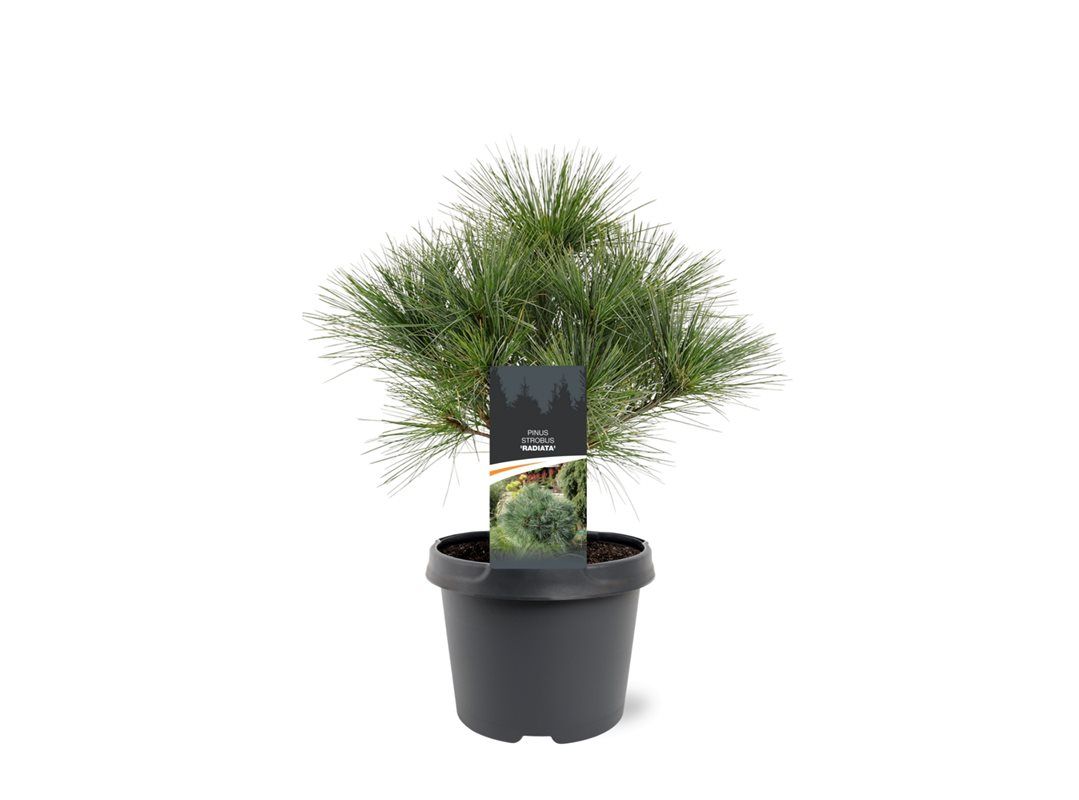 Pinus str. Radiata 35cm 19cm Pot
