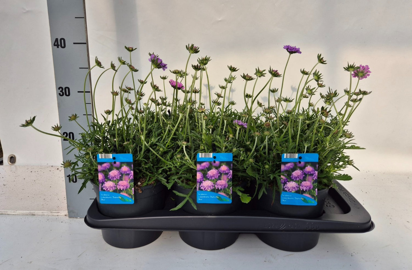 Scabiosa col. Butterfly Blue 35cm 17cm Pot