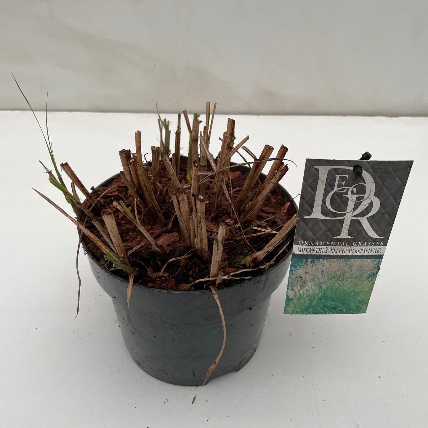Miscanthus sin. Kleine Silberspinne 50cm 19cm Pot
