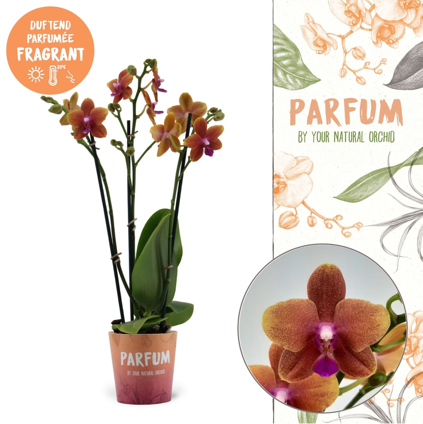 Phalaenopsis mf Bolgheri 50cm 12cm Pot