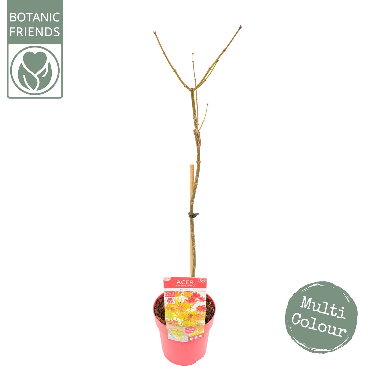 Acer shirasawanum 90cm 19cm Pot