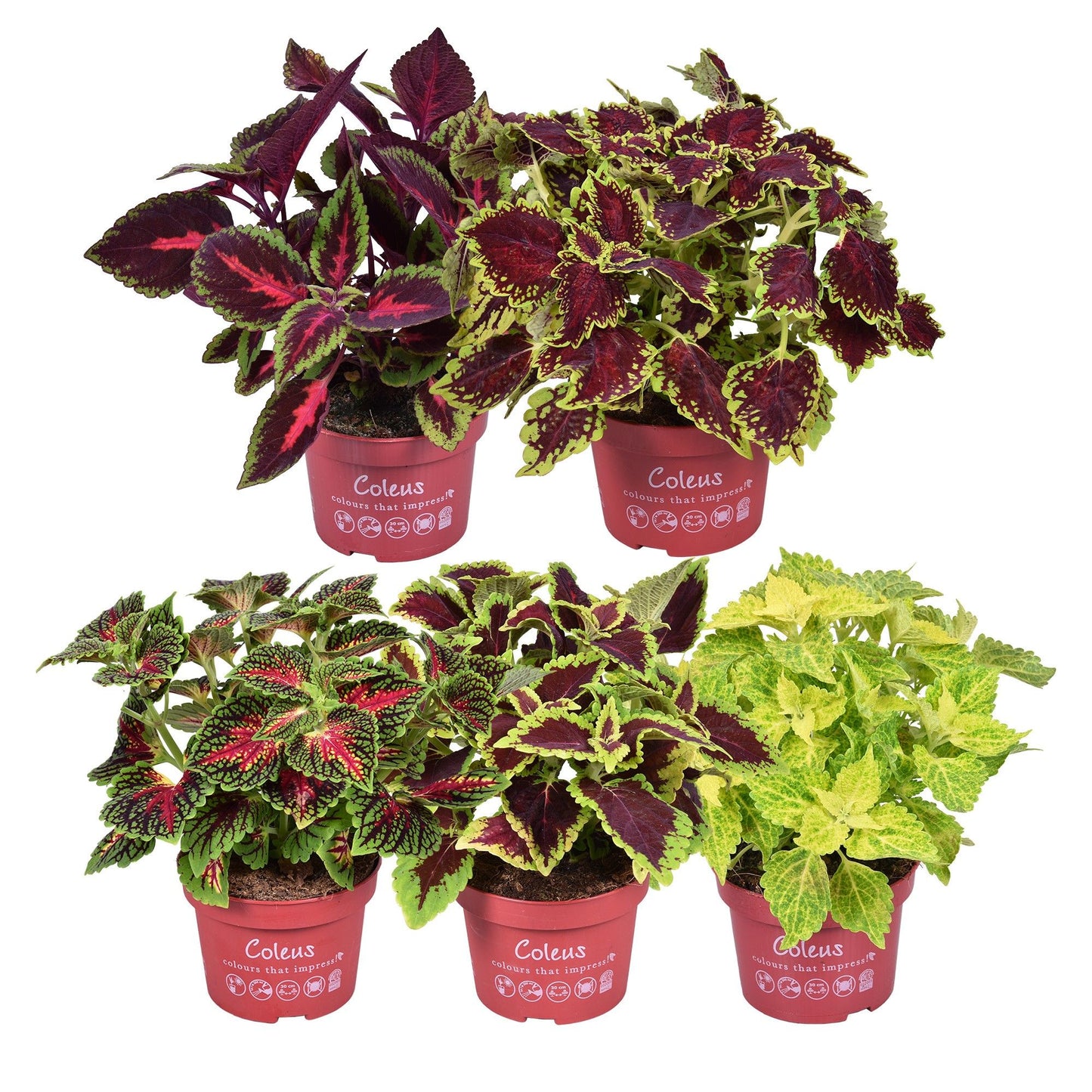 Coleus scutellarioides 25cm 13cm Pot