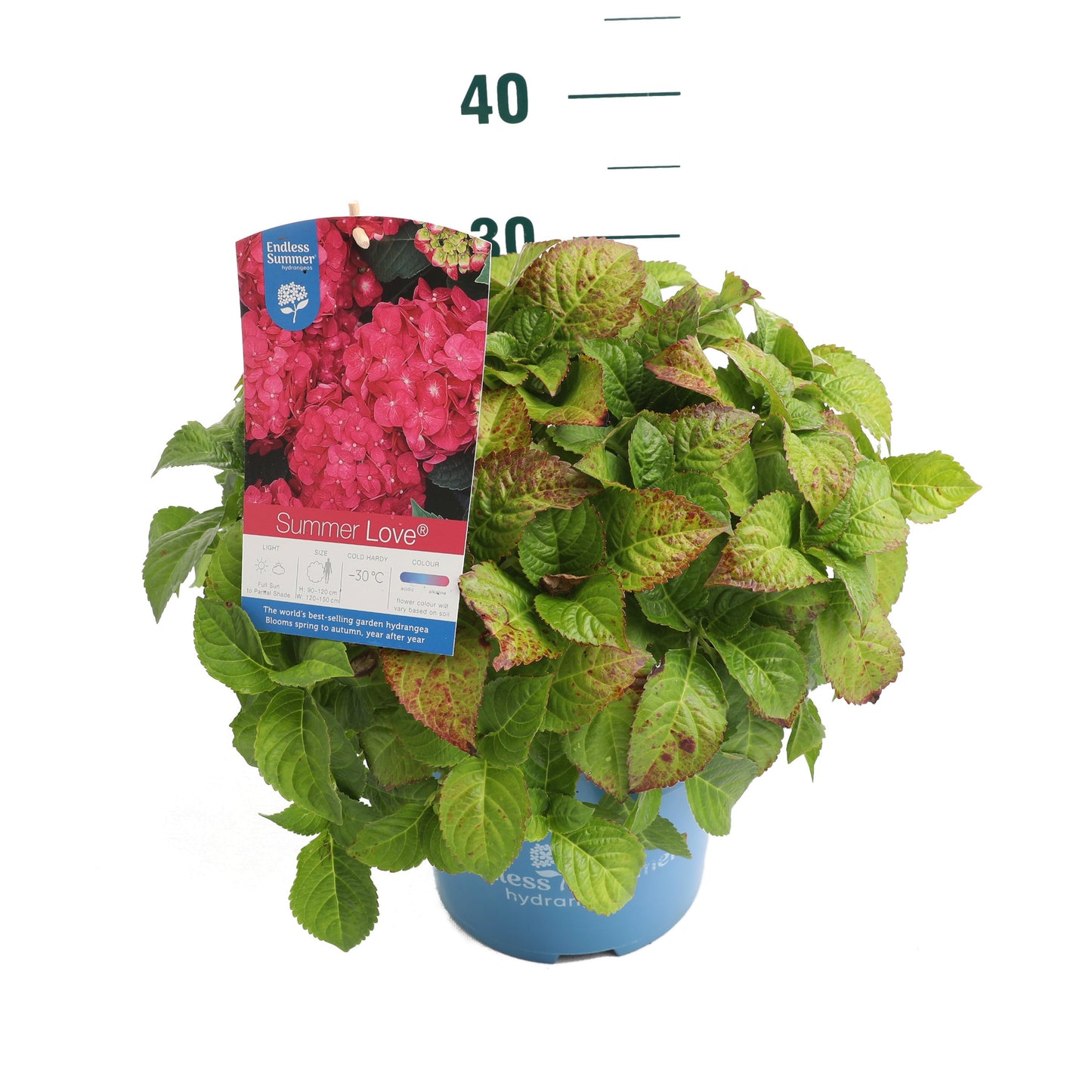 Hydrangea Endless Summer 20cm 23cm Pot