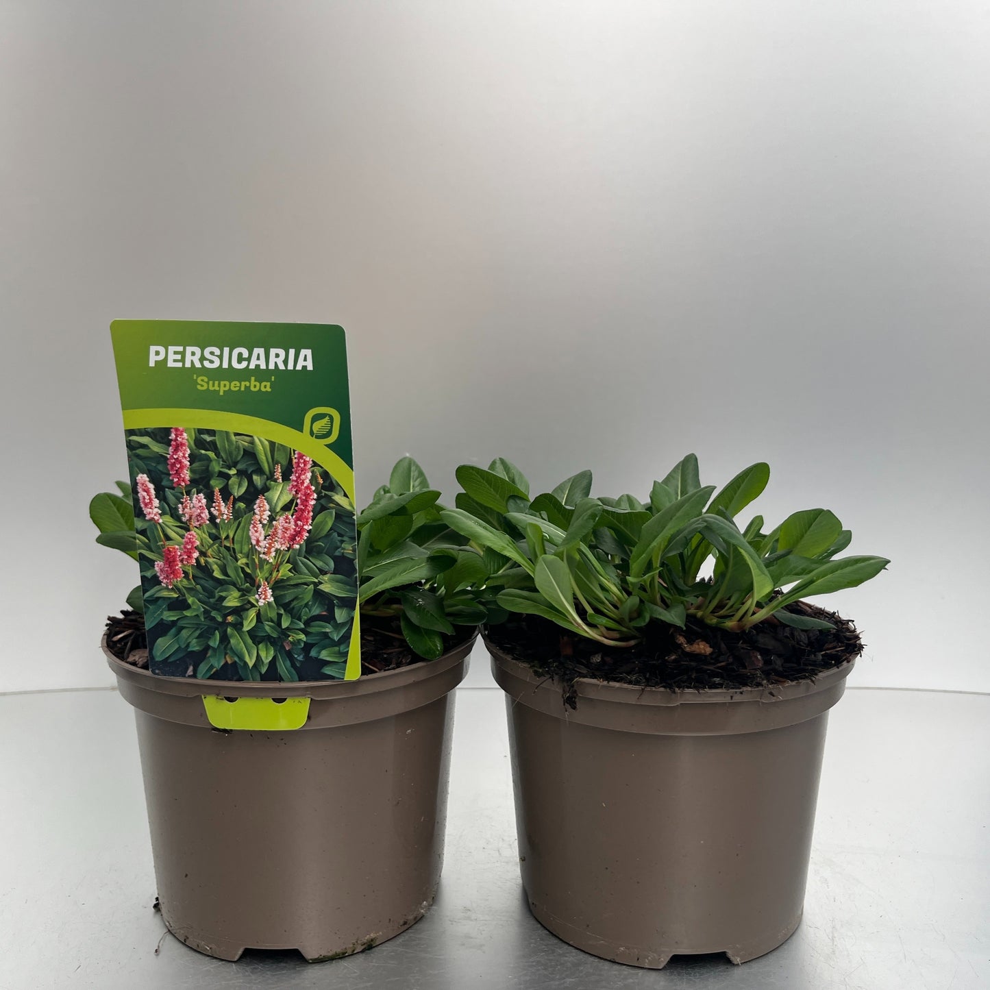 Persicaria affinis 30cm 17cm Pot