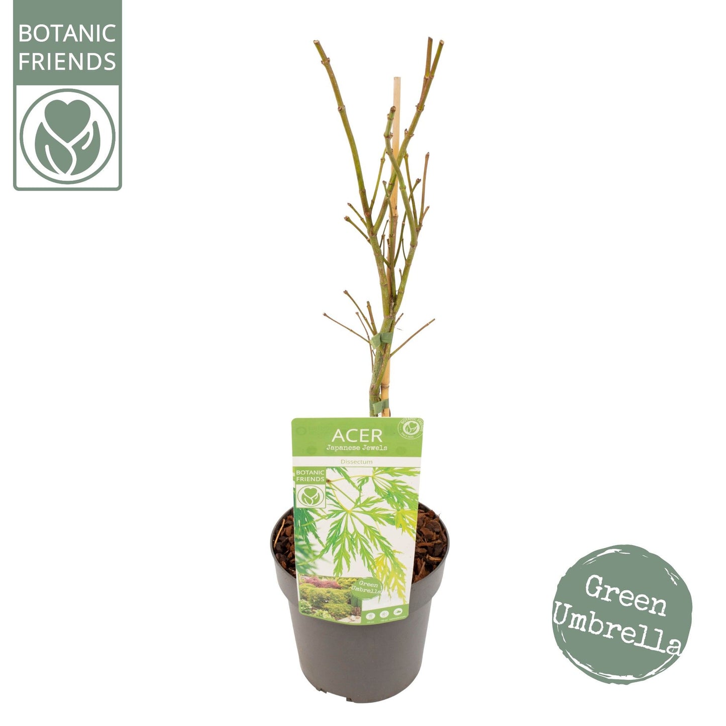 Acer Dissectum 65cm 19cm Pot