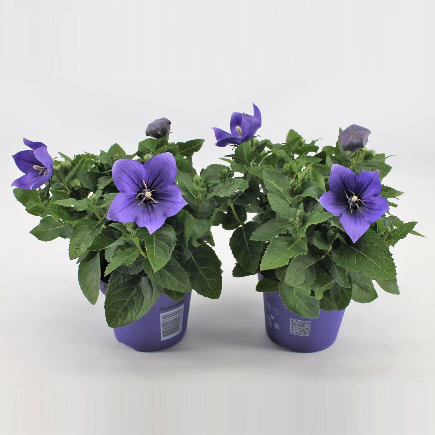 Platycodon graniflorus Astra Blue 22cm 12cm Pot