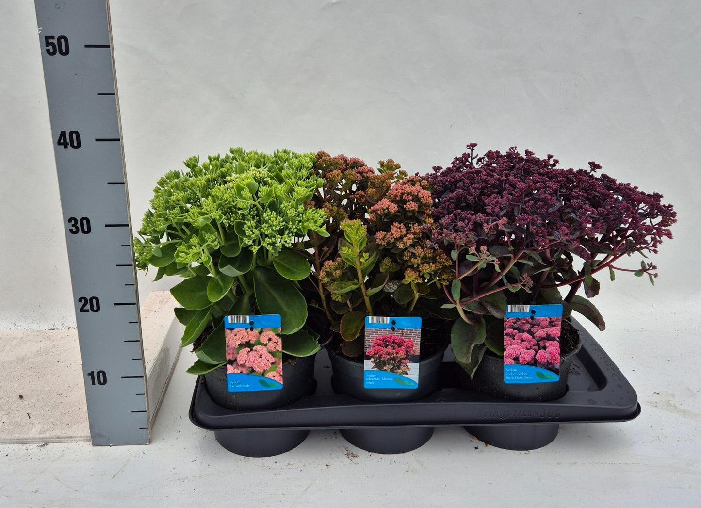 Sedum Telephium mix 35cm 17cm Pot
