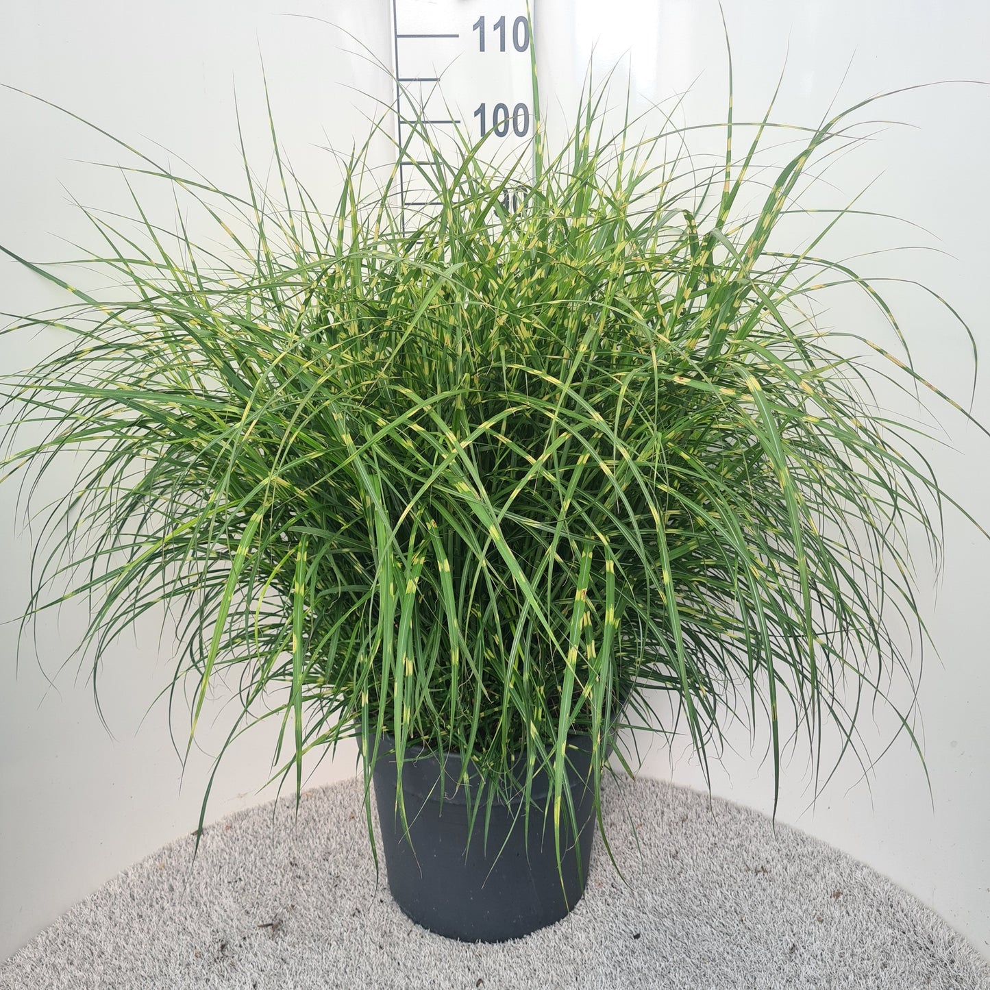 Miscanthus sin. Strictus 60cm 40cm Pot