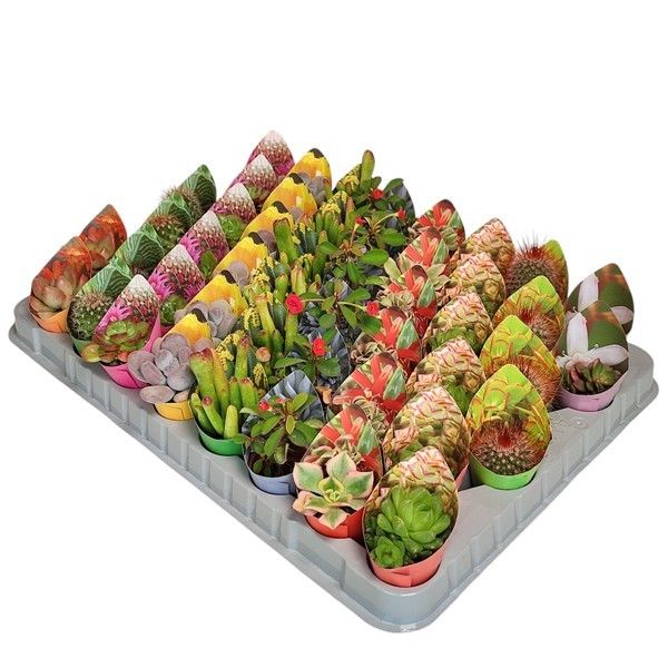 Cactus + Succulent mix 5cm 503cm Pot