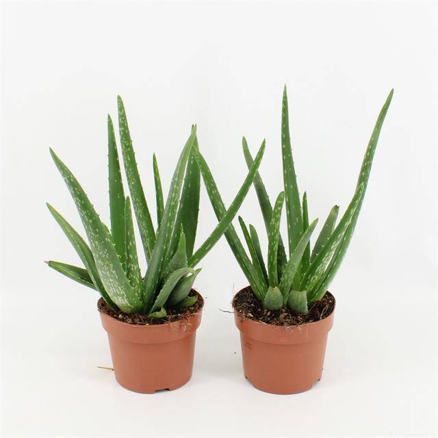 Aloe vera 35cm 12cm Pot