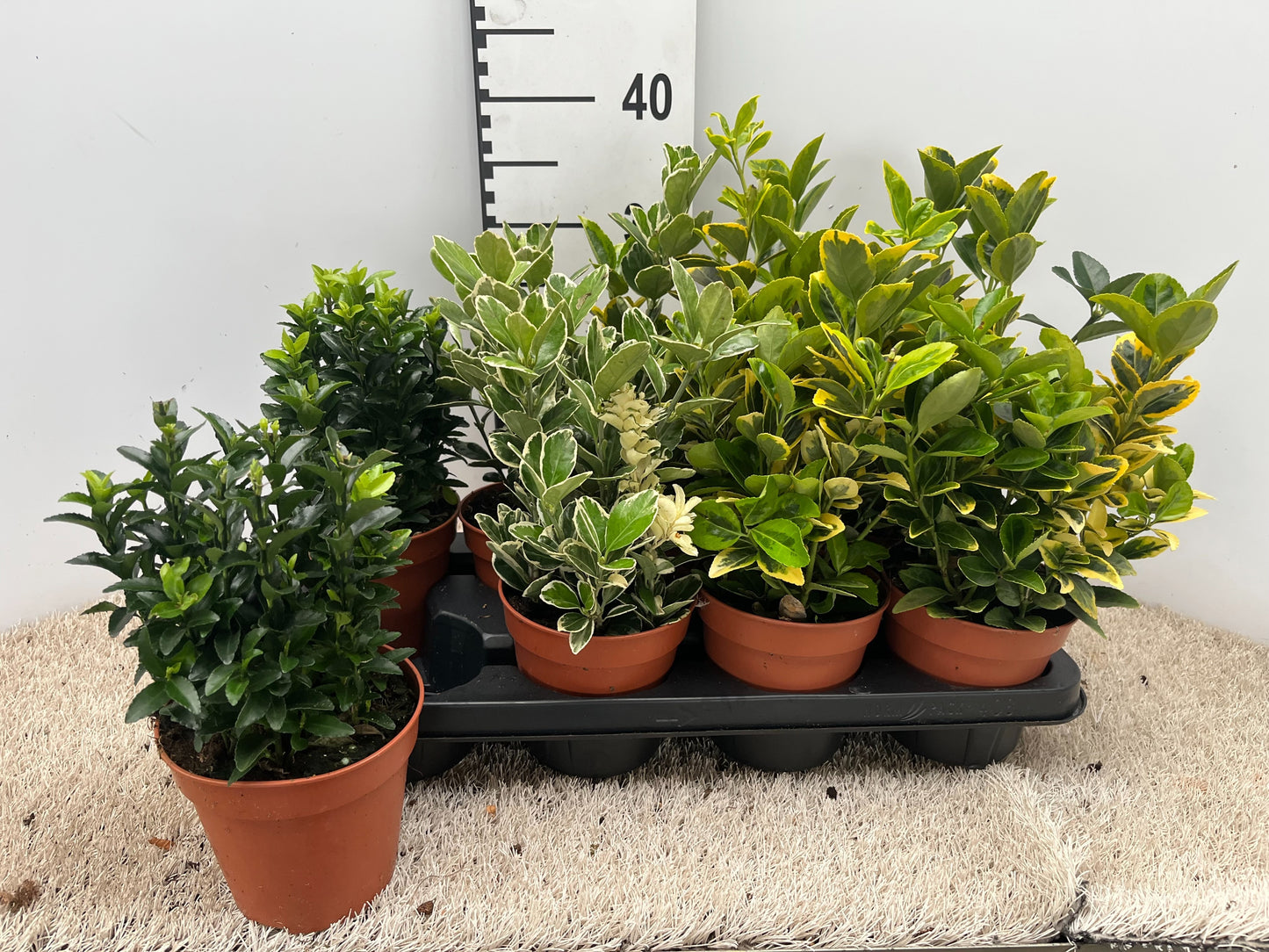 Euonymus japonicus mix 30cm 13cm Pot