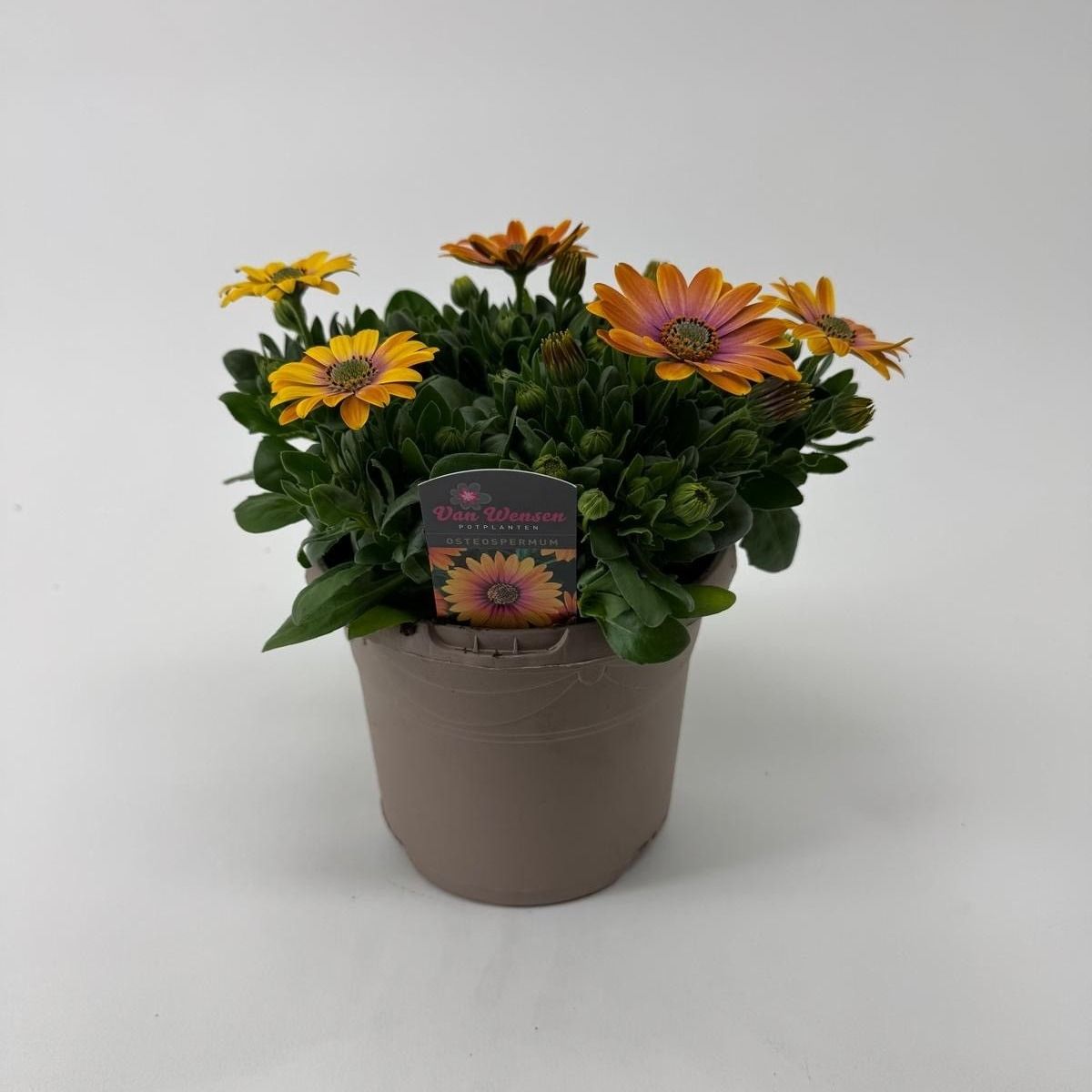 Osteospermum Senorita Bonita 27cm 17cm Pot