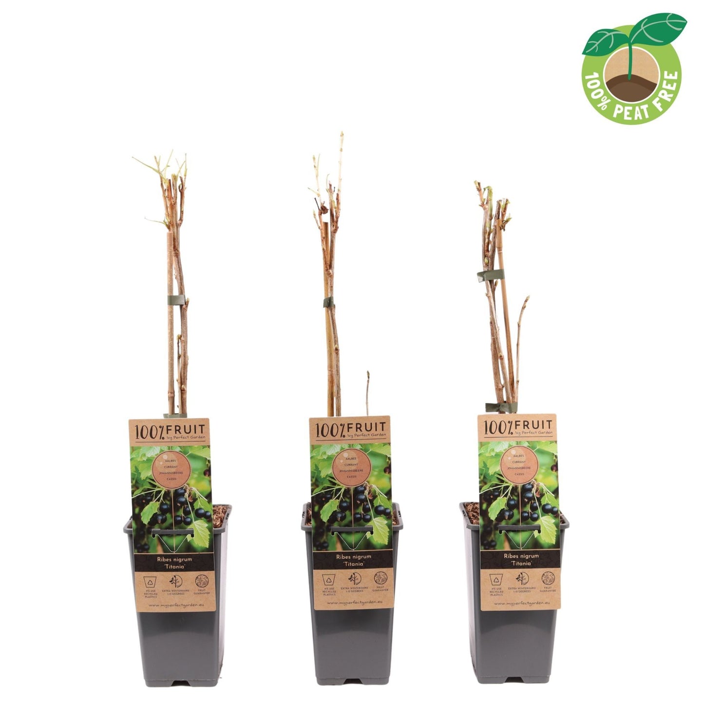 Ribes rub. Titania 50cm 15cm Pot
