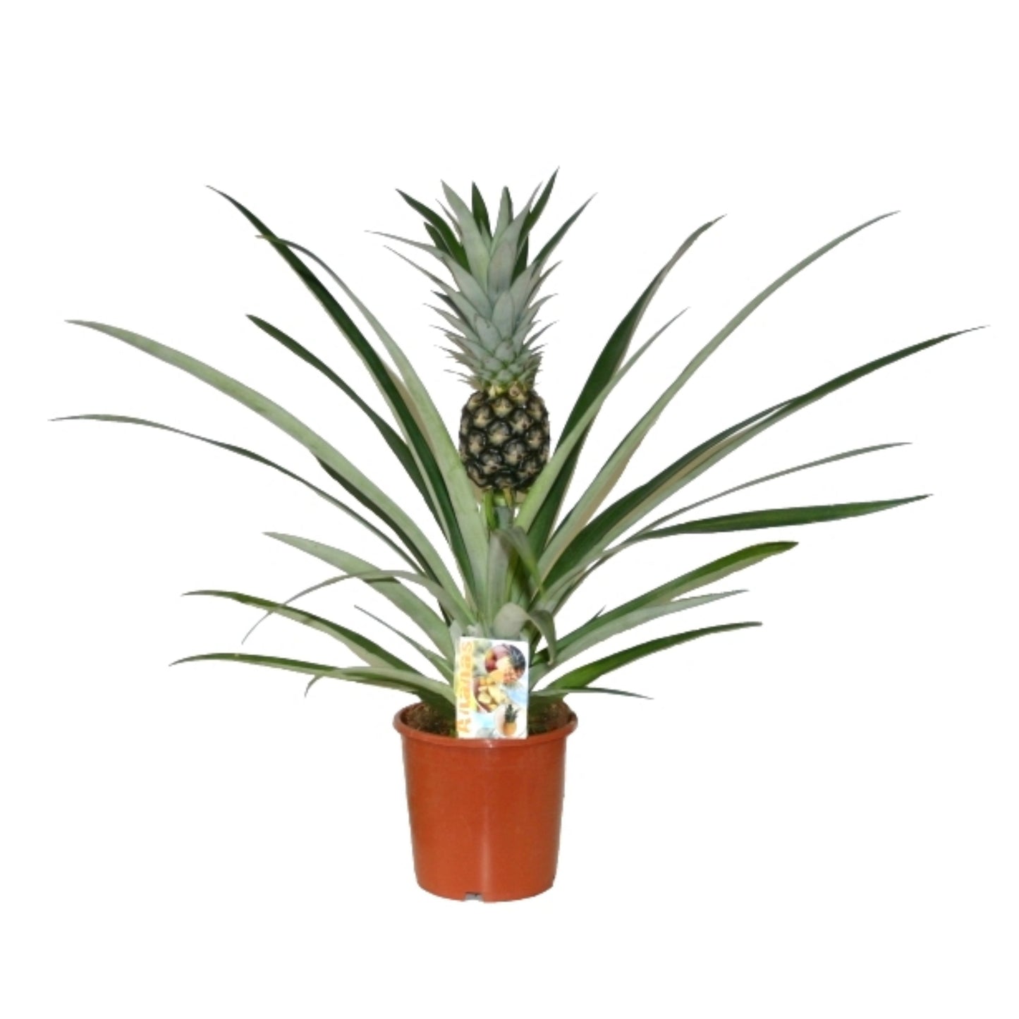 Ananas Champaca (Pineapple) 60cm 14cm Pot