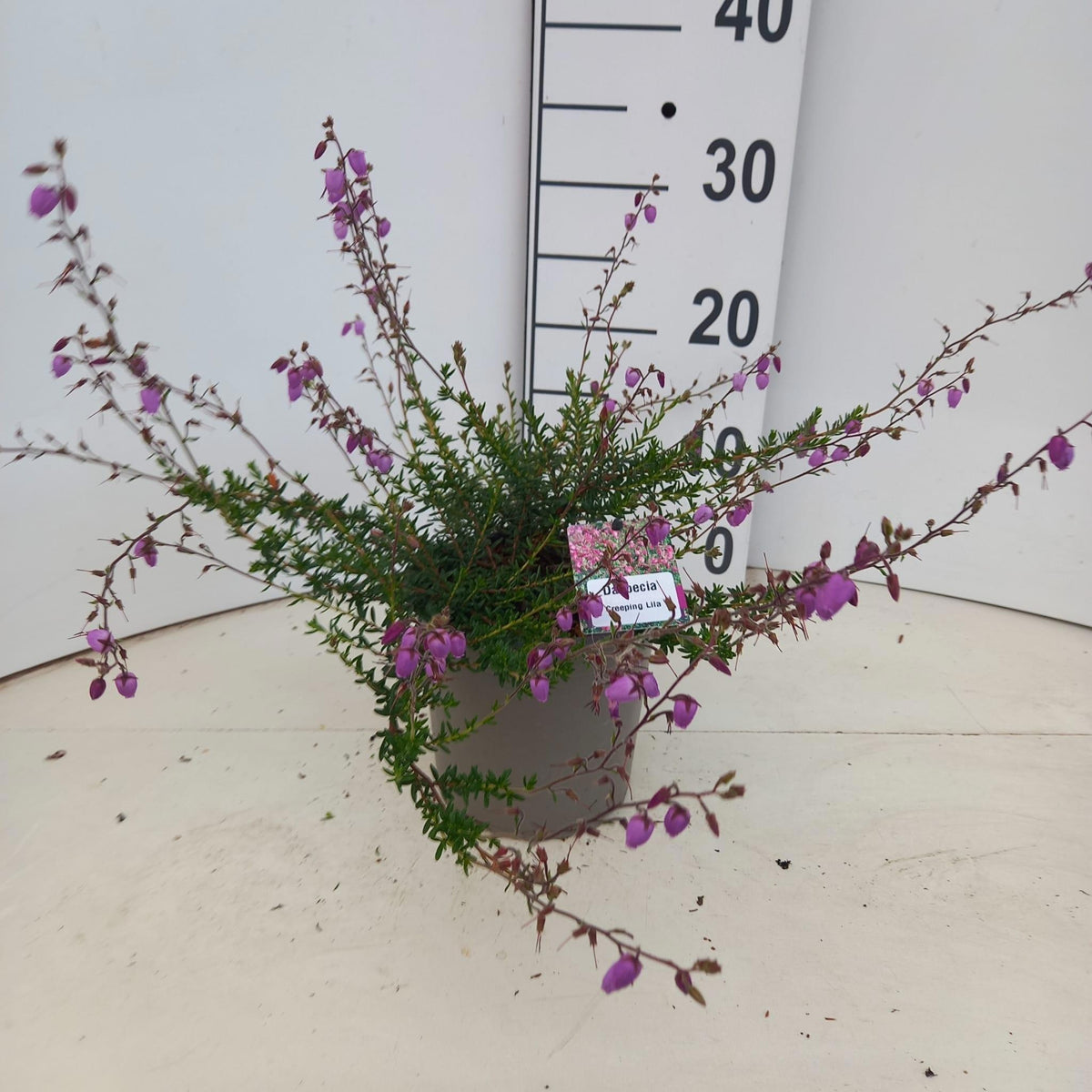 Daboecia cantabrica 30cm 15cm Pot