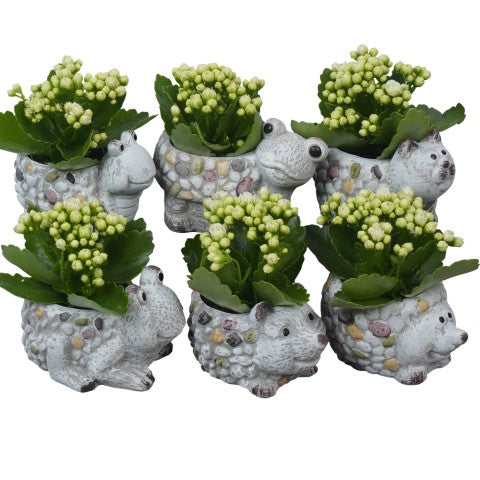 PTSUT8955 Arrangementen kamerplanten 14cm 14cm Pot
