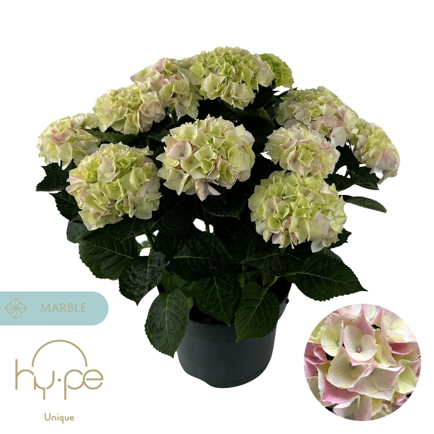 Hydrangea macr. Hi Diamond 45cm 23cm Pot