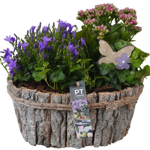PTPP6991 Arrangementen Perkplanten 30cm 29cm Pot