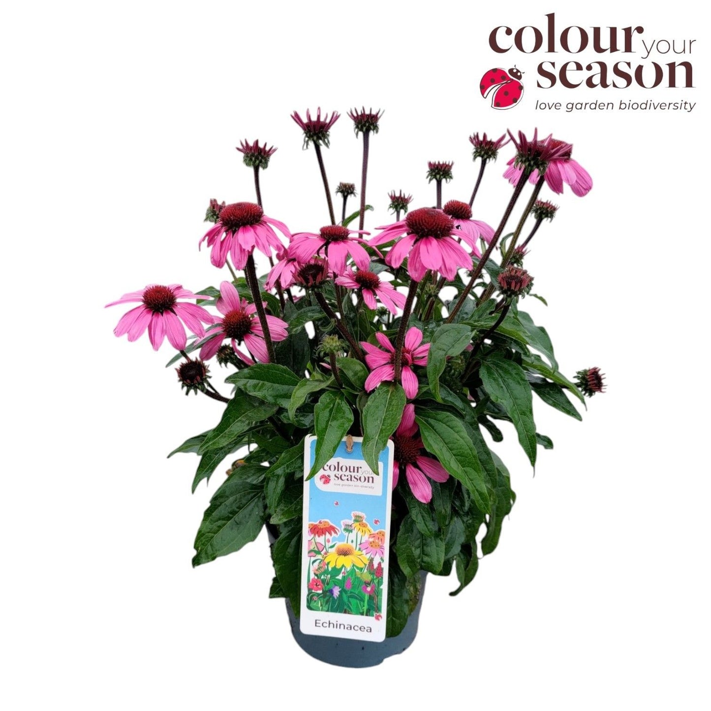 Echinacea Sombrero Rose 40cm 19cm Pot