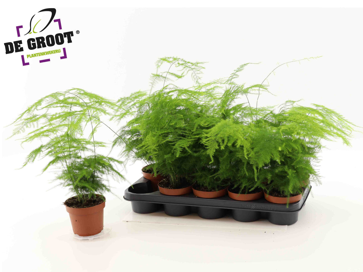Asparagus setaceus 40cm 12cm Pot