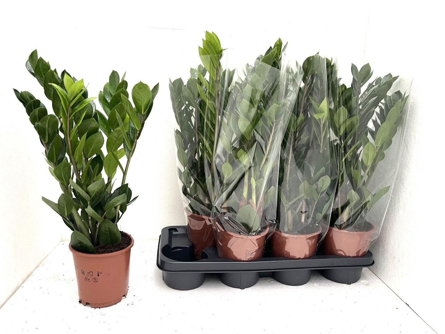P.J. Kosse Zamioculcas zamiifolia Pack of 7