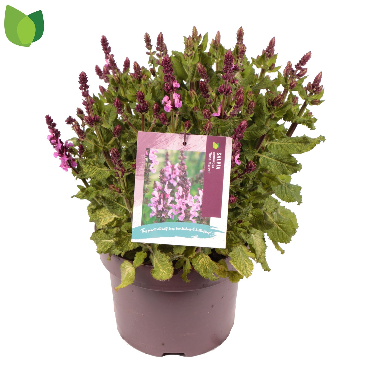 Salvia Rose Marvel 40cm 23cm Pot