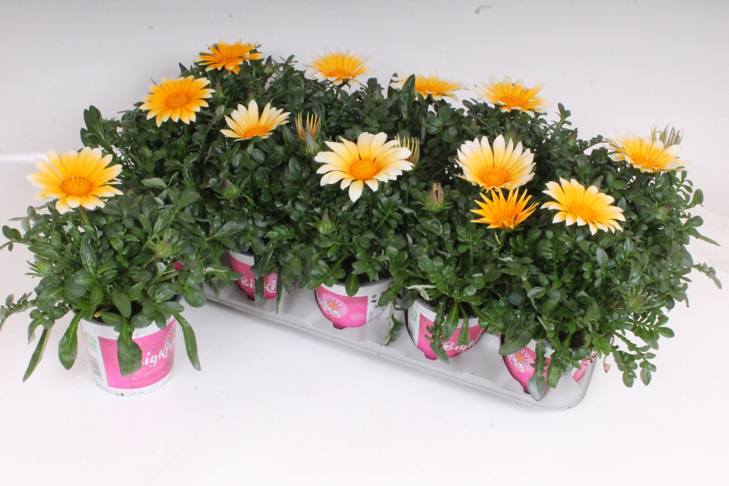 Gazania Zany Sunny-Side Up 28cm 12cm Pot