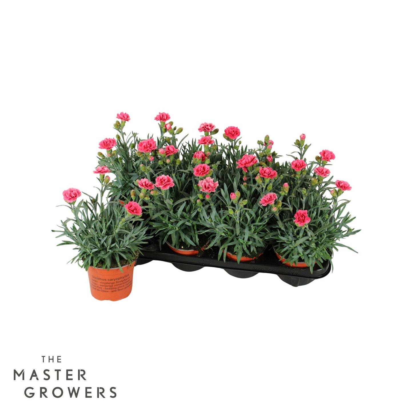 Dianthus Super Trouper Elise 25cm 12cm Pot