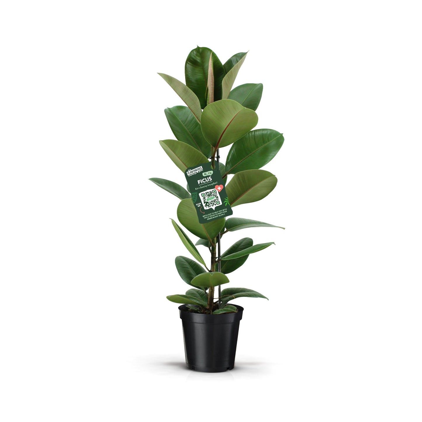 Ficus el. Robusta 95cm 21cm Pot