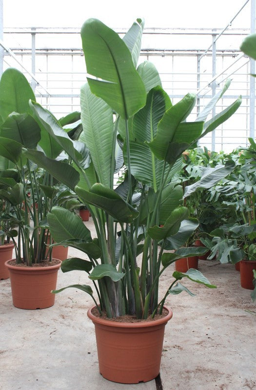 Strelitzia nicolai 250cm 55cm Pot
