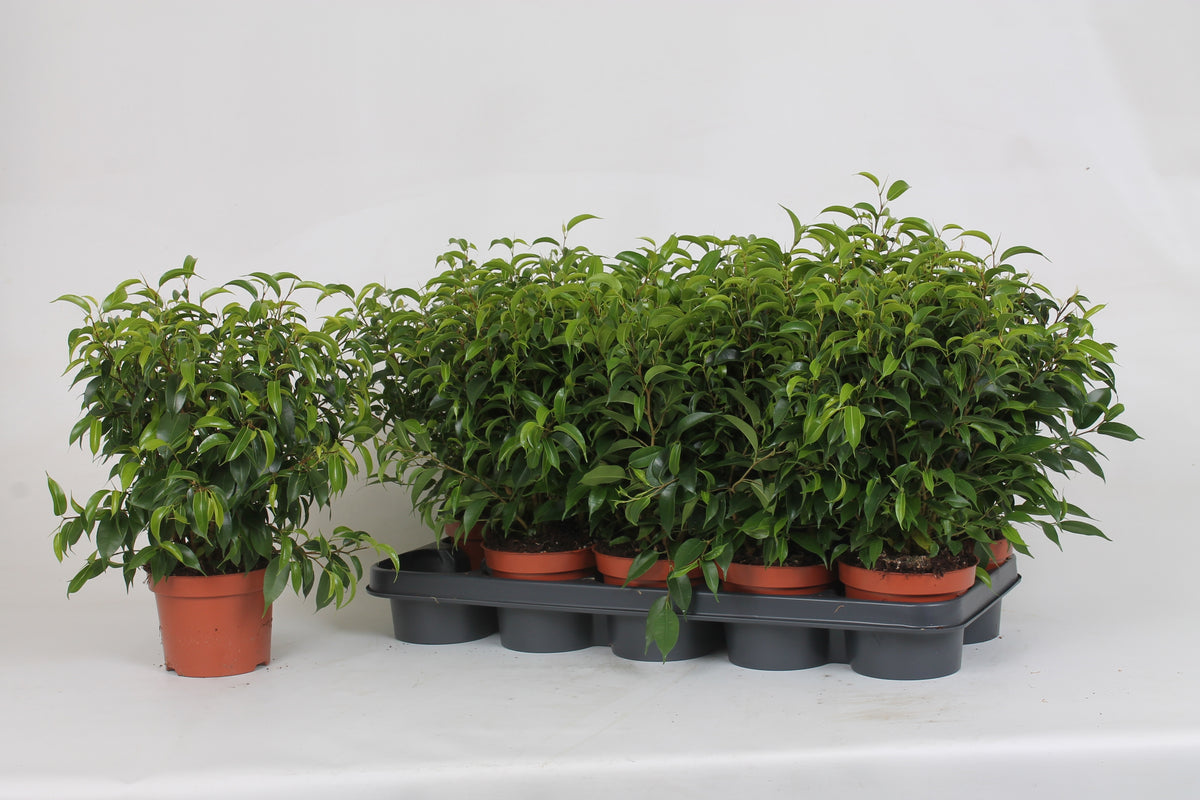 Ficus benj. Natasja 35cm 12cm Pot