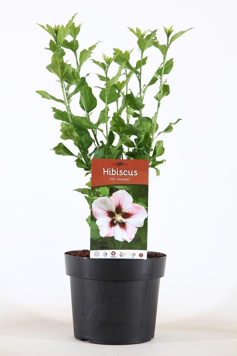 Hibiscus syr. Hamabo 55cm 19cm Pot