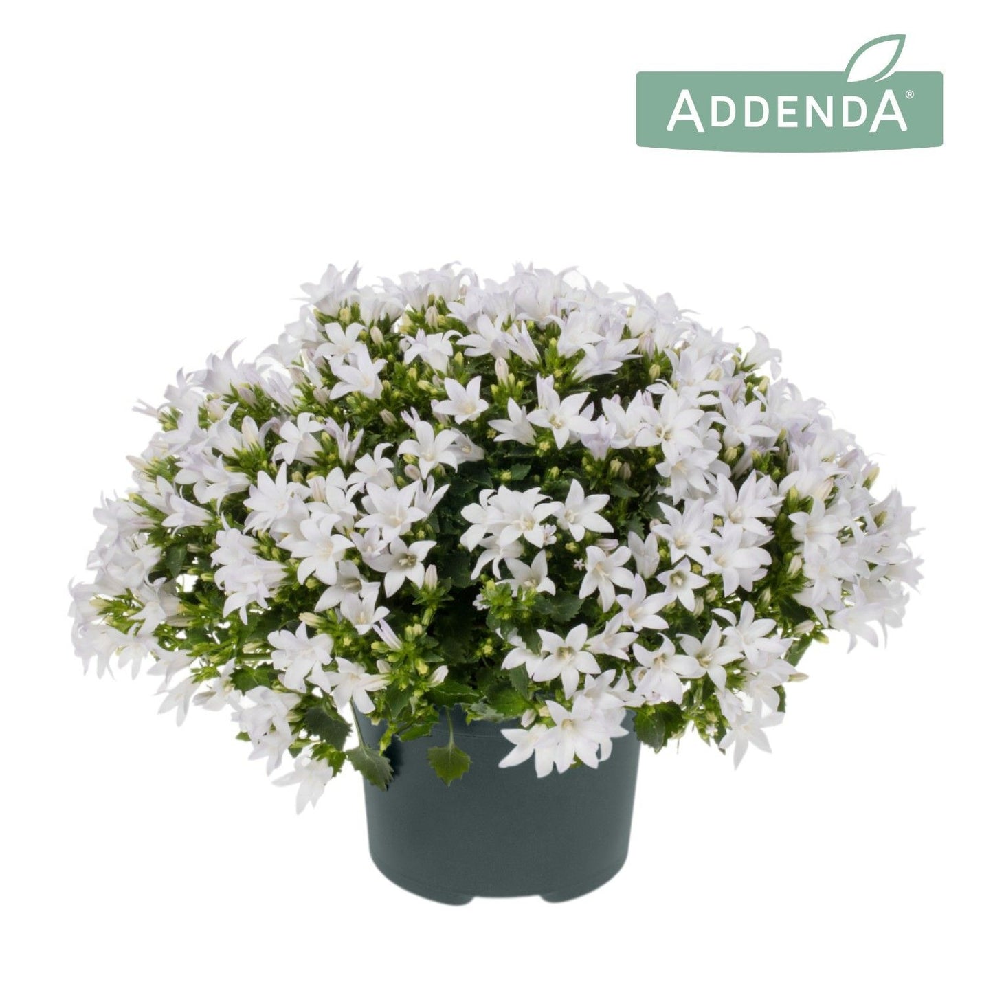 Campanula Ambella Intense white 15cm 12cm Pot