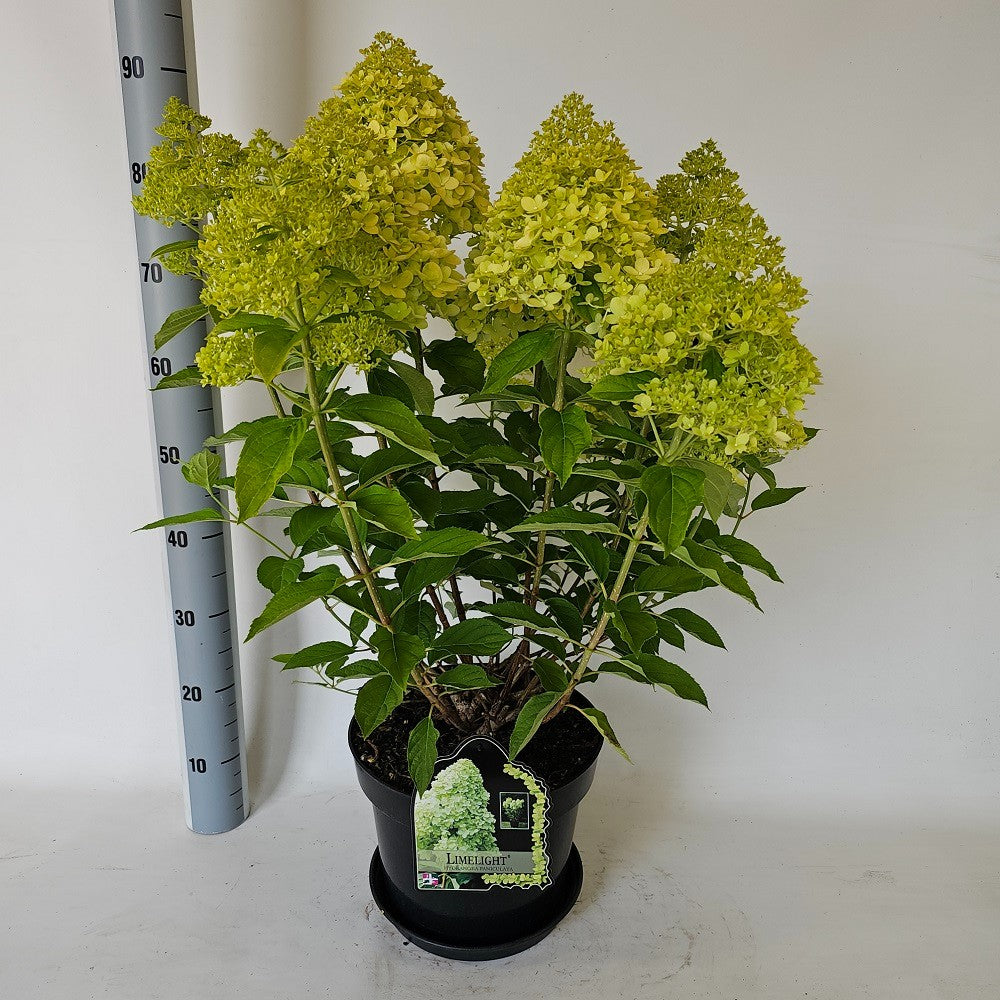 Hydrangea pan. Limelight 80cm 29cm Pot