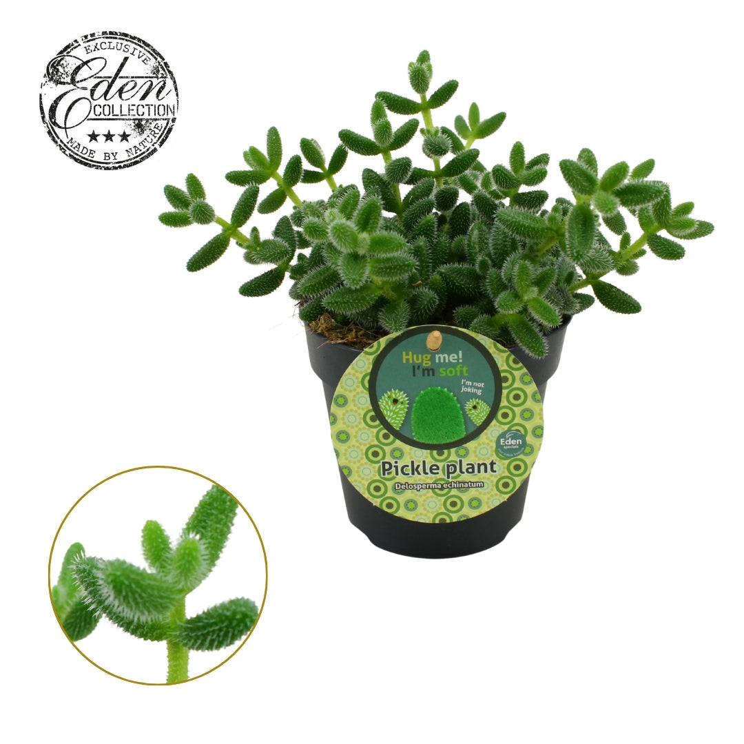 Delosperma echinatum 20cm 12cm Pot