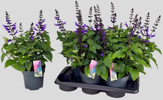 Salvia Salgoon Lake Blueberry 55cm 17cm Pot