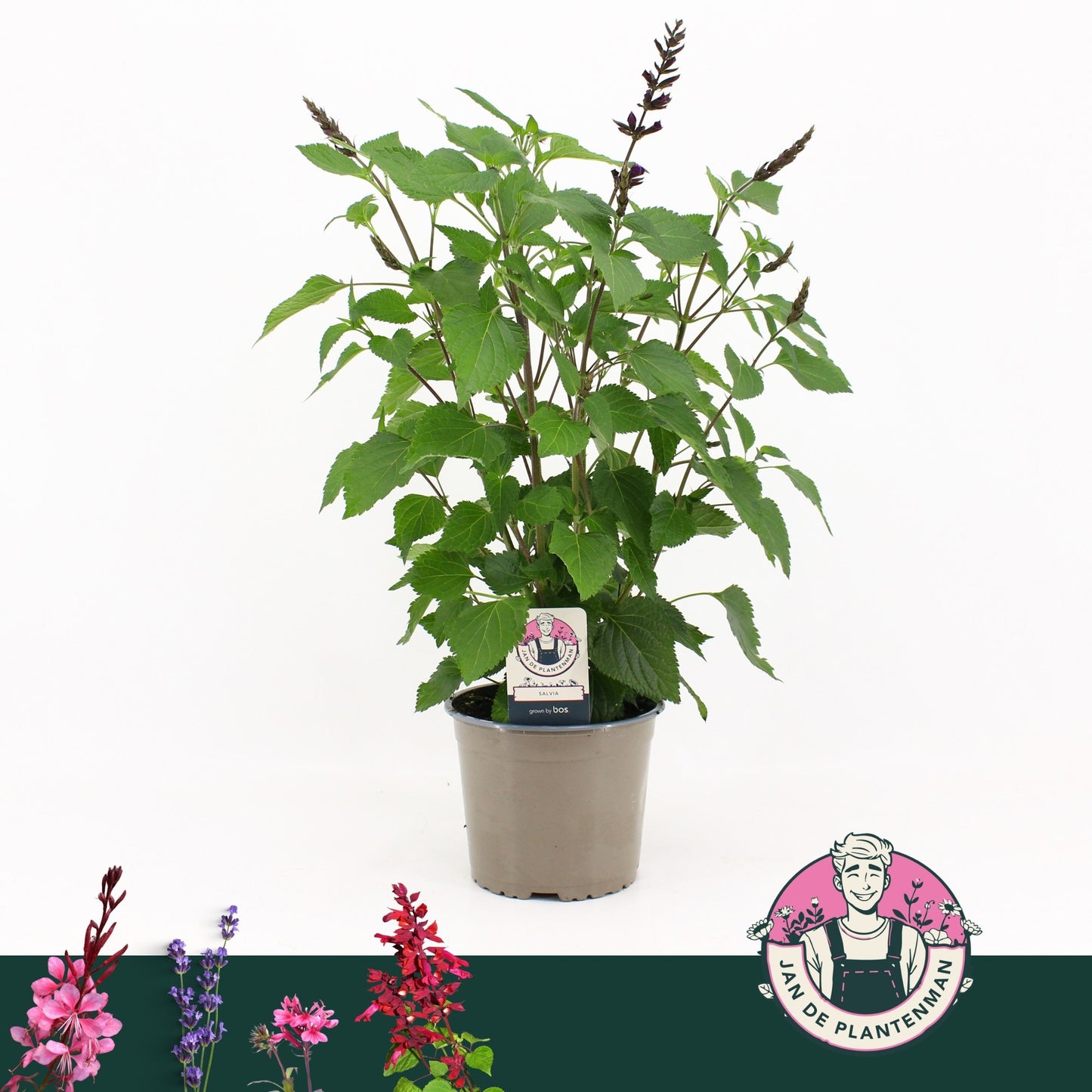 Salvia officinalis 60cm 17cm Pot