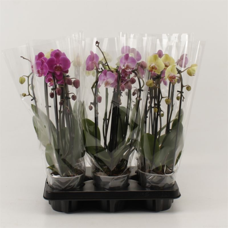 Phalaenopsis mix cascade A2 45cm 12cm Pot