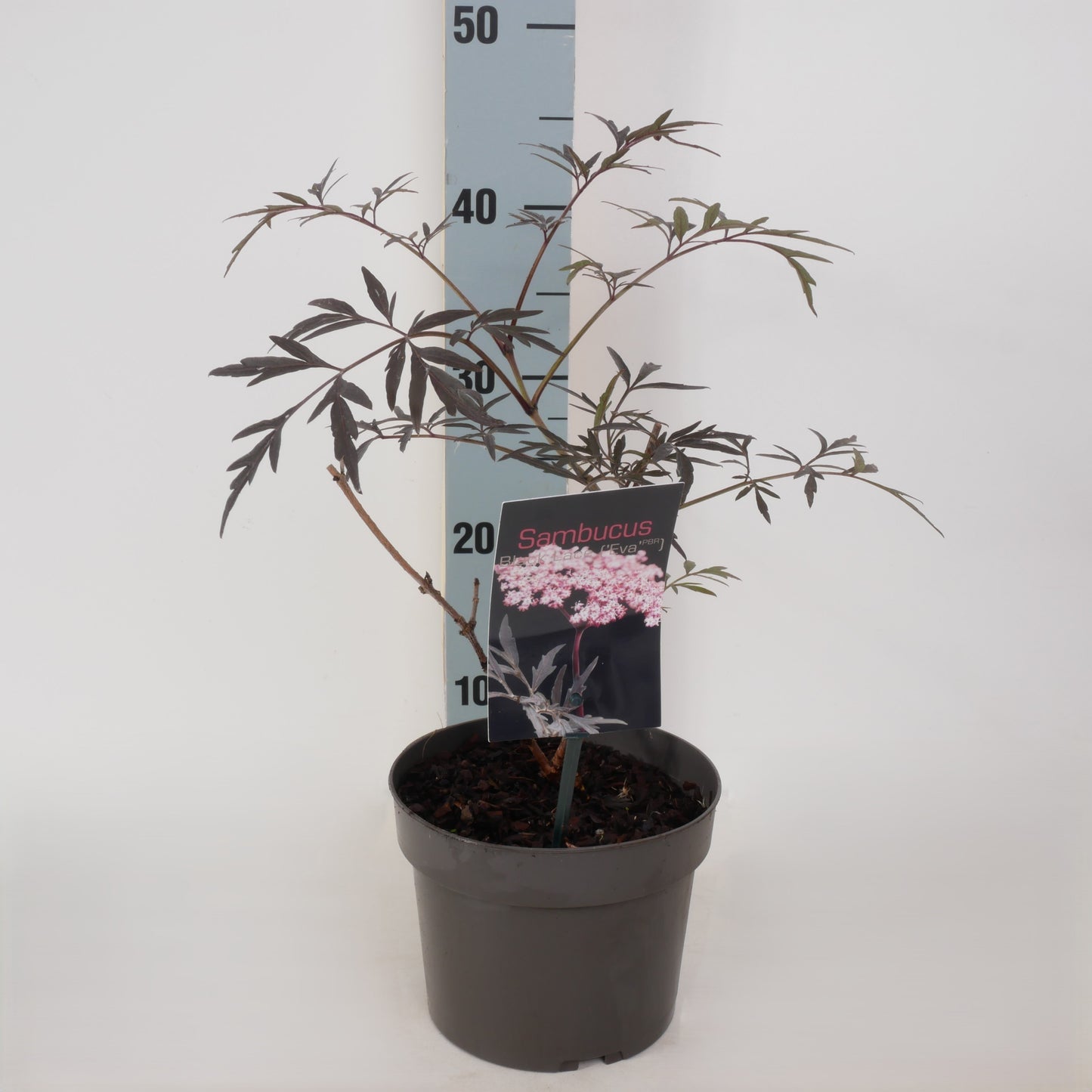 Sambucus nigra Black Lace 35cm 17cm Pot