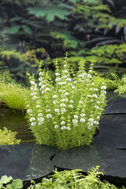 Preslia Cervina Alba 20cm 9cm Pot