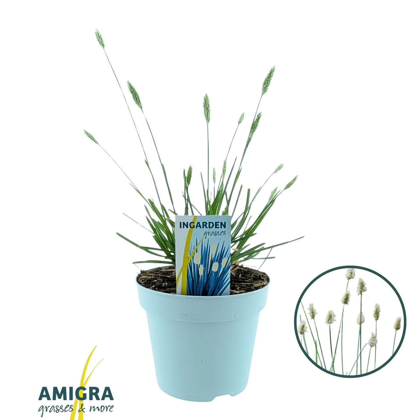 Sesleria nitida 45cm 17cm Pot