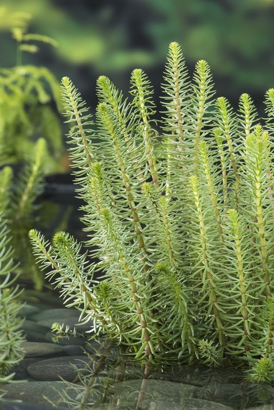 Hippuris vulgaris 20cm 9cm Pot
