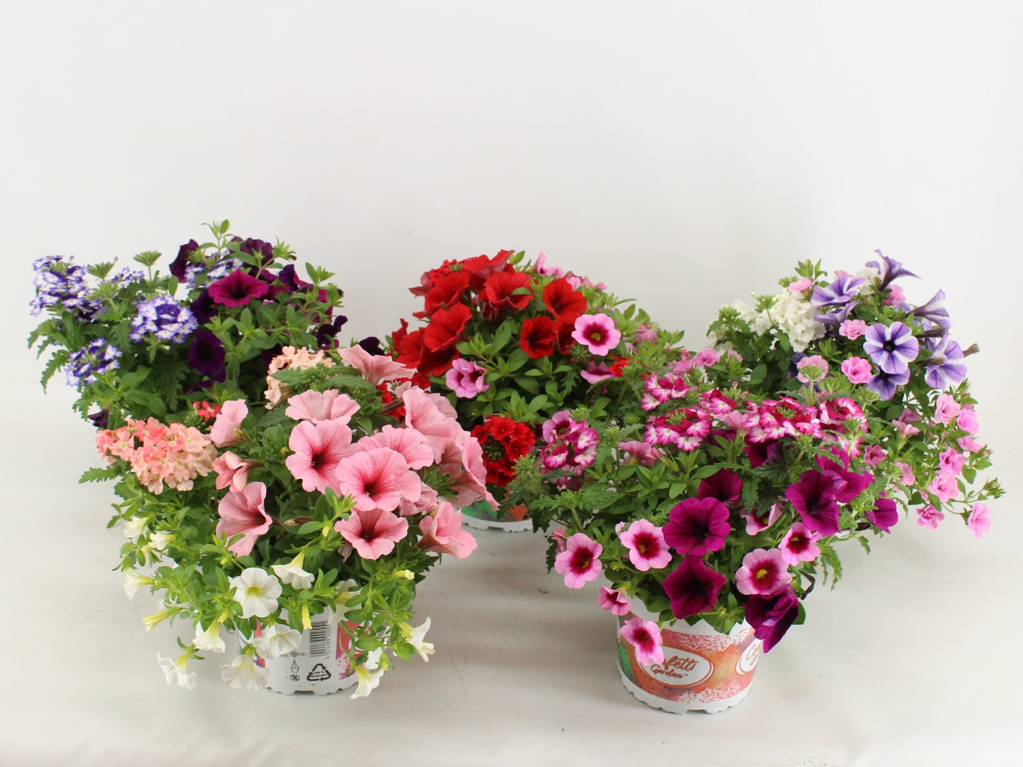 Calibrachoa Confetti Hawaiian Trio 30cm 15cm Pot