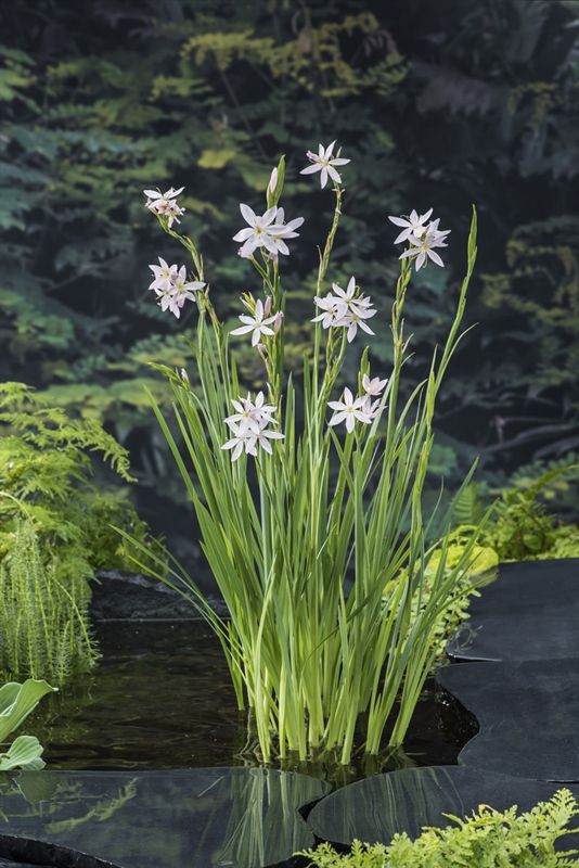 Schizostylis Alba 30cm 18cm Pot