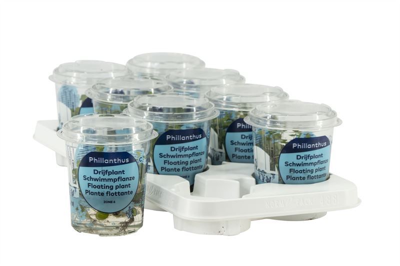 Phillanthus fusstans beker medium 12cm Pot